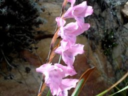 Gladiolus varius spike