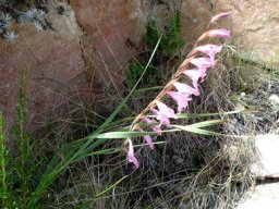 Gladiolus varius