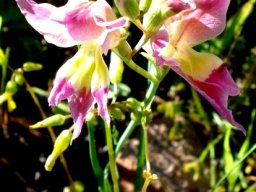 Gladiolus venustus inflorescence