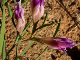 Gladiolus venustus floral bracts