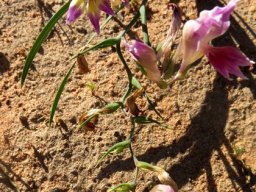 Gladiolus venustus burden of achievement