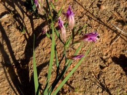 Gladiolus venustus leaves