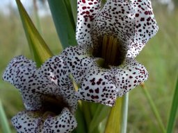 Gladiolus vinosomaculatus flowers