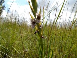 Gladiolus vinosomaculatus leaves