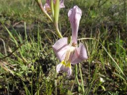 Gladiolus virescens flower