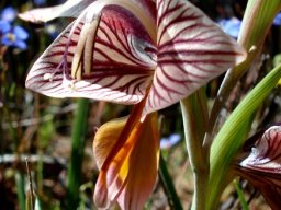 Gladiolus watermeyeri dark, Namaqualand flower