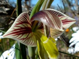 Gladiolus watermeyeri shiny, lowered dorsal tepal