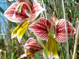 Gladiolus watermeyeri flowers