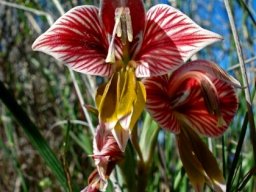 Gladiolus watermeyeri flowers