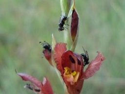 Gladiolus woodii