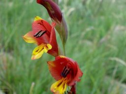 Gladiolus woodii spike