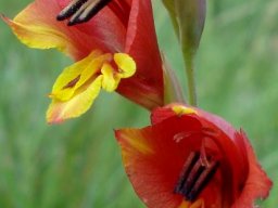 Gladiolus woodii flaunting anthers