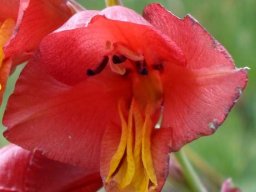 Gladiolus woodii inner tepal lobes
