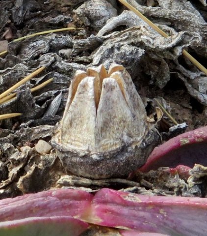 Glottiphyllum carnosum old fruit capsule