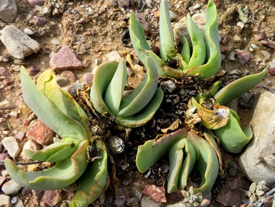 Glottiphyllum carnosum life of lounging