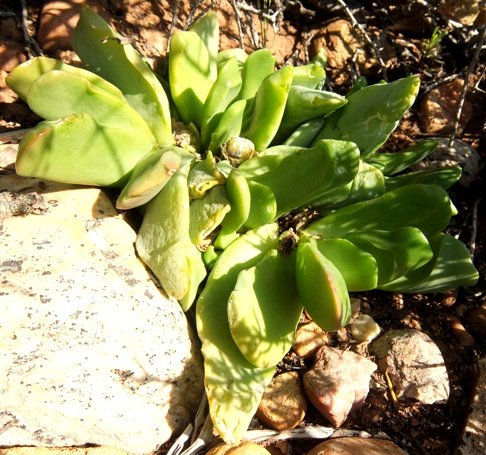 Glottiphyllum carnosum