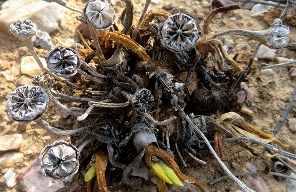 Glottiphyllum carnosum triumph in a dying breath?