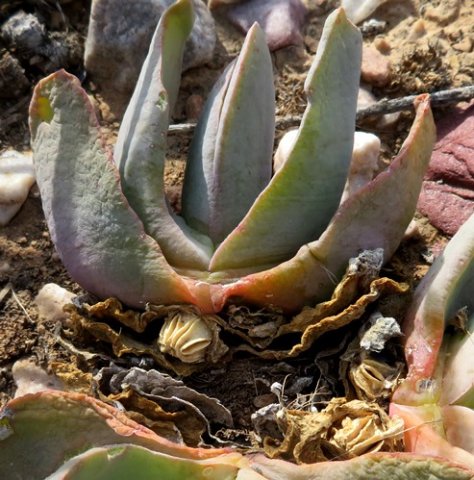 Glottiphyllum carnosum branch and capsule