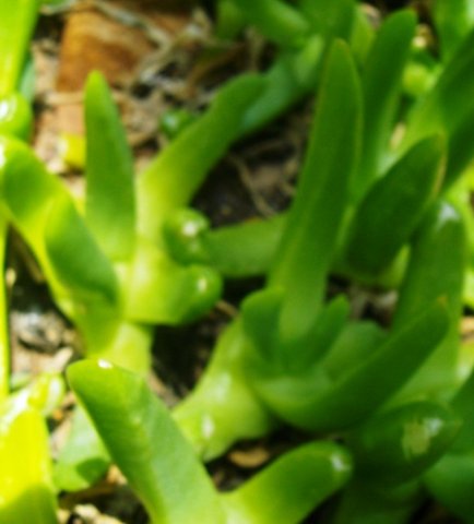 Glottiphyllum cruciatum