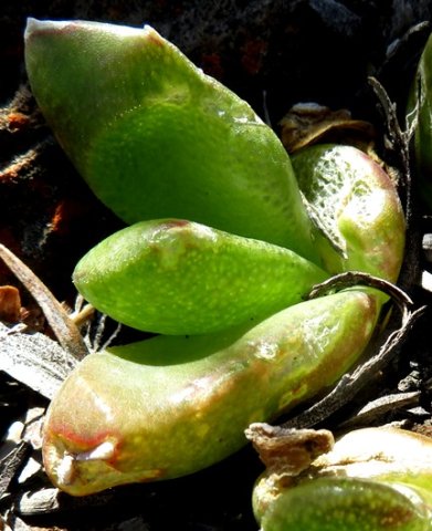 Glottiphyllum depressum, a young plant