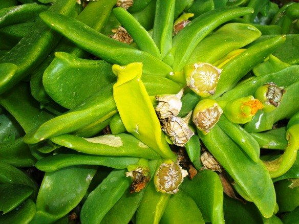 Glottiphyllum depressum fruit capsules