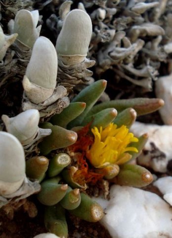 Glottiphyllum fergusoniae leaves