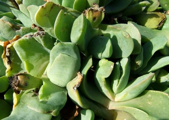 Glottiphyllum linguiforme leaves