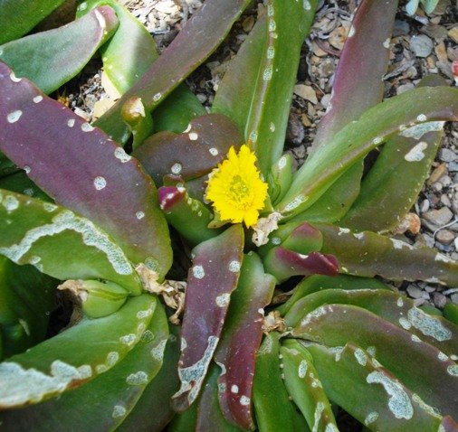 Glottiphyllum longum