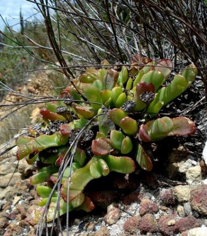 Glottiphyllum