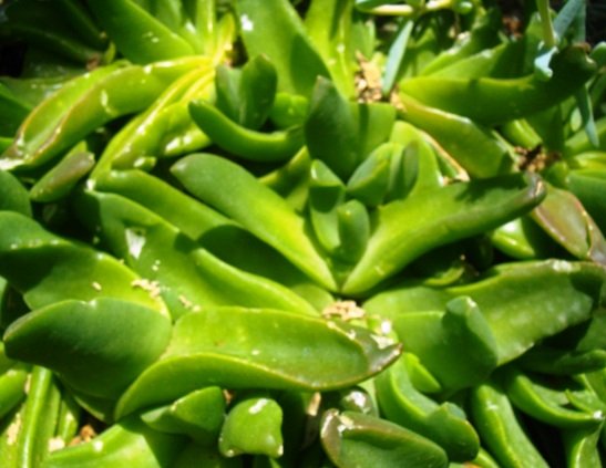 Glottiphyllum neilii