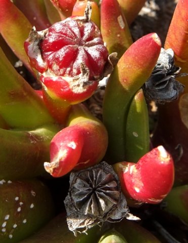 Glottiphyllum regium capsules