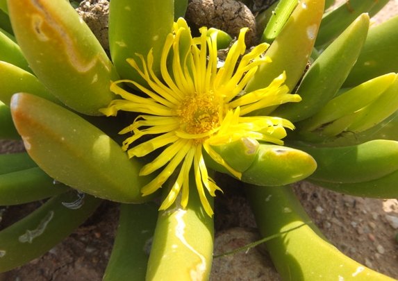 Glottiphyllum regium flower