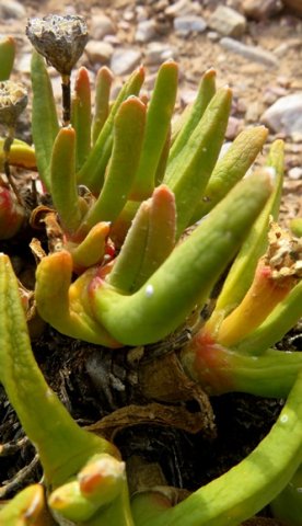 Glottiphyllum regium leaves
