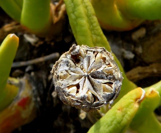 Glottiphyllum regium capsule