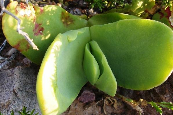 Glottiphyllum linguiforme