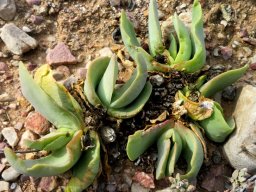Glottiphyllum carnosum life of lounging