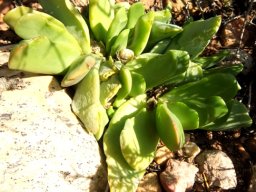 Glottiphyllum carnosum