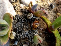 Glottiphyllum carnosum branch inequalities