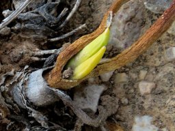 Glottiphyllum carnosum successive leaves