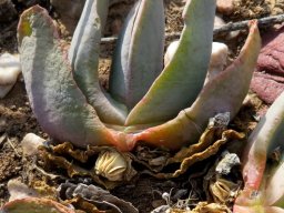 Glottiphyllum carnosum branch and capsule