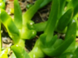 Glottiphyllum cruciatum