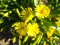 Glottiphyllum cruciatum flowers
