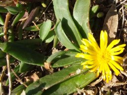 Glottiphyllum depressum