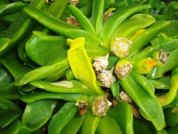 Glottiphyllum depressum fruit capsules