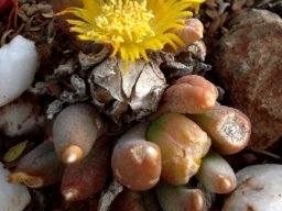 Glottiphyllum fergusoniae flower and fruit