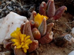 Glottiphyllum fergusoniae