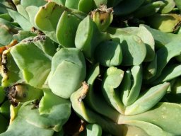 Glottiphyllum linguiforme leaves