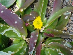 Glottiphyllum longum