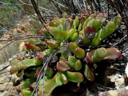 Glottiphyllum