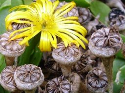 Glottiphyllum nelii